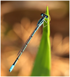 Acanthagrion temporale mâle,  Blue-sided Wedgetail